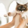 電子タバコ（ベイプ）を犬や猫などペットの前で使用しても大丈夫？